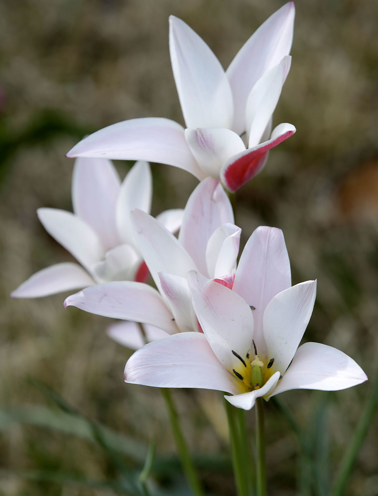 Tulsa Botanic Garden